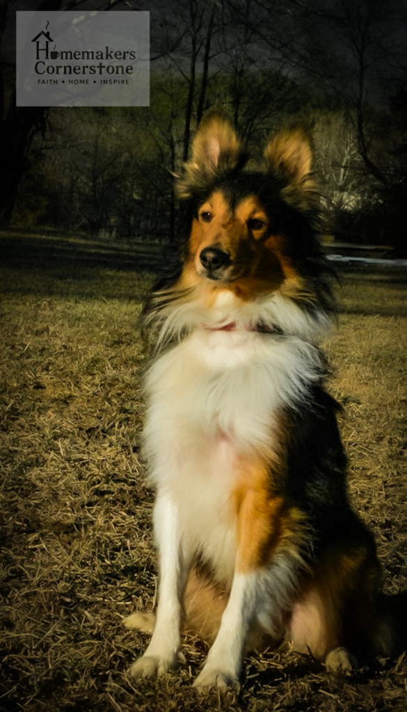 Charlie Charlie the sheltie. He looks like a little Lassie dog.