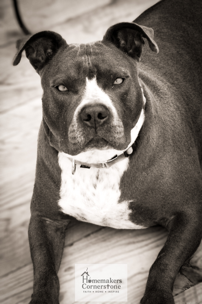 black and white photo of Sasha a blue grey pitbull