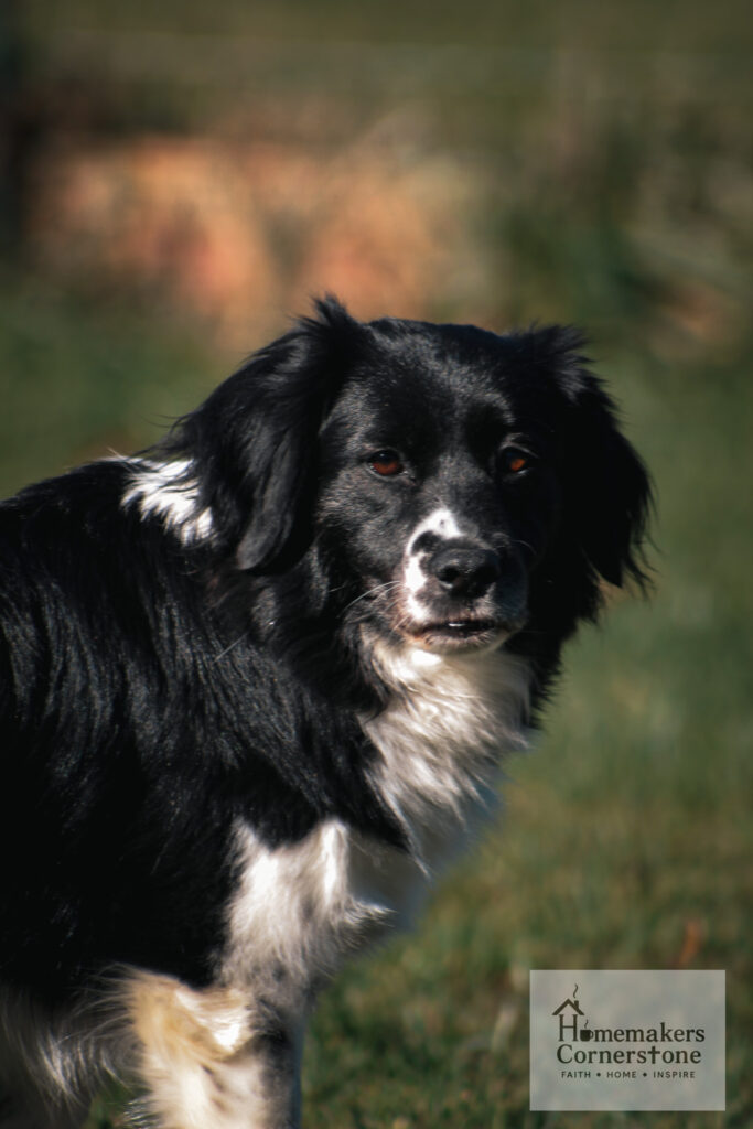 Sarah Picture of Sarah, a black and white small dog with long hair and loving eyes.