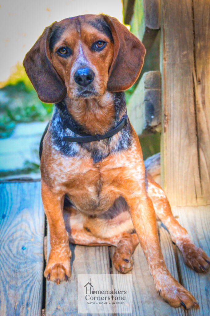 Bj the bluetick beagle. photo of a dog sitting on a porch.