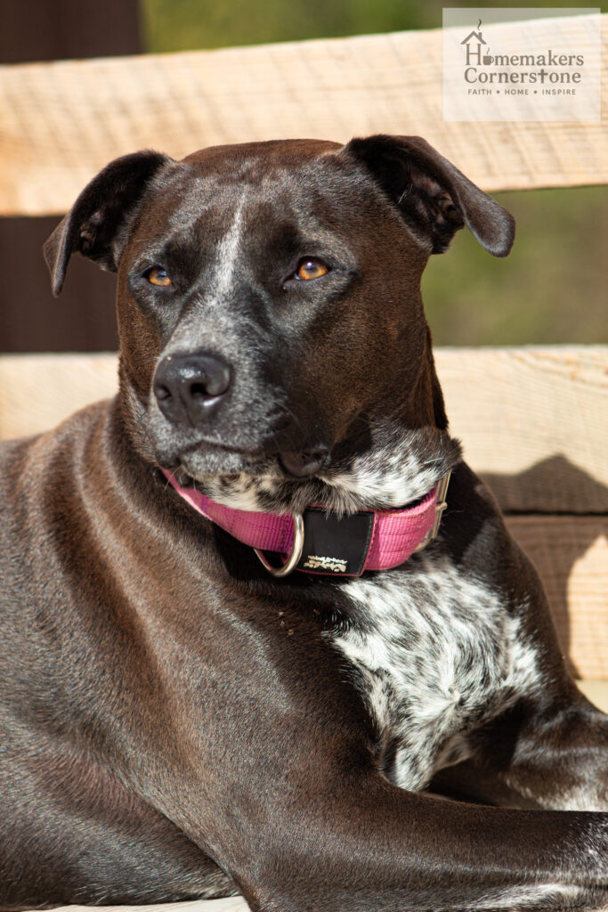 Mabel the brown black pitbull.
