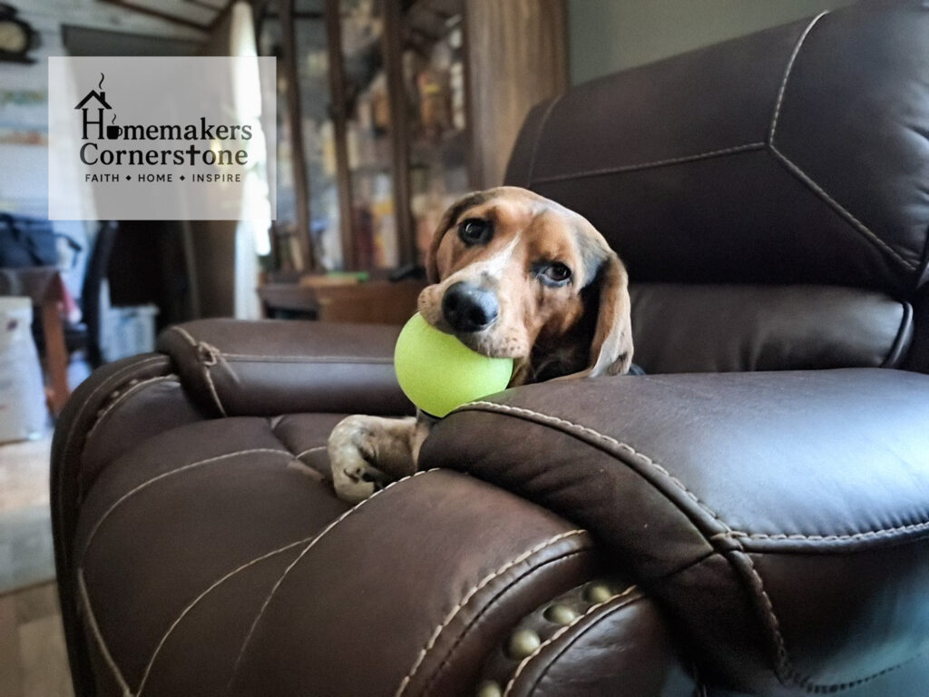 Bj the beagle sitting in a recliner with his ball in his mouth. 