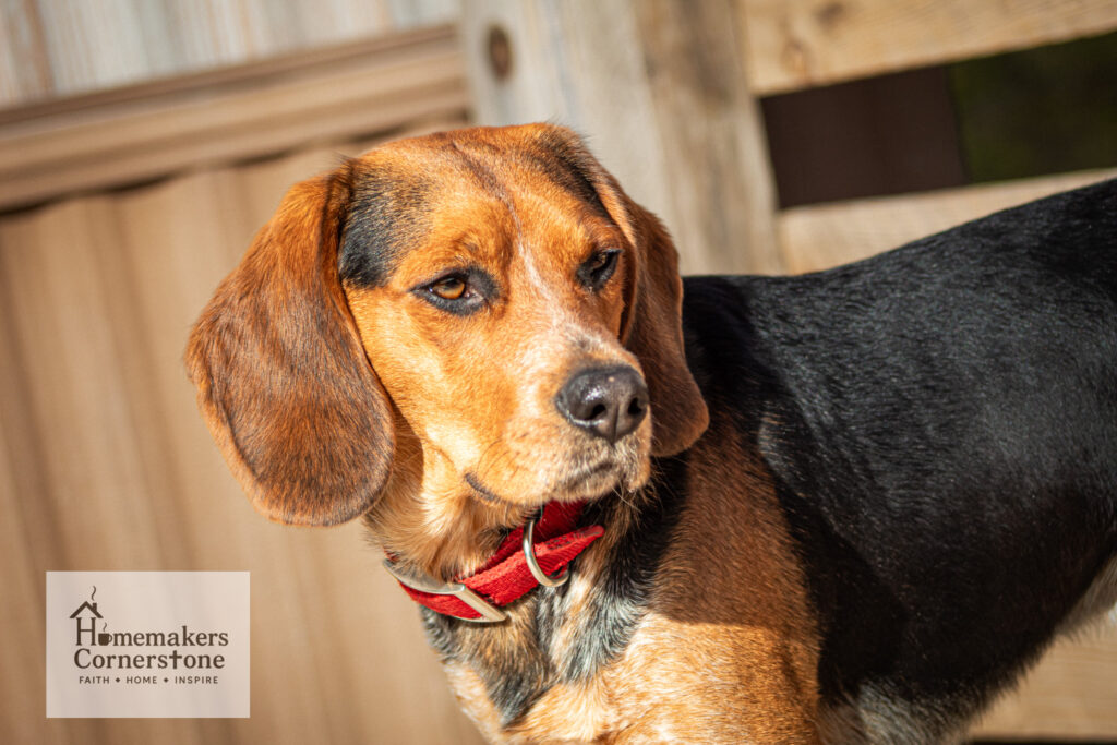 Bj the beagle