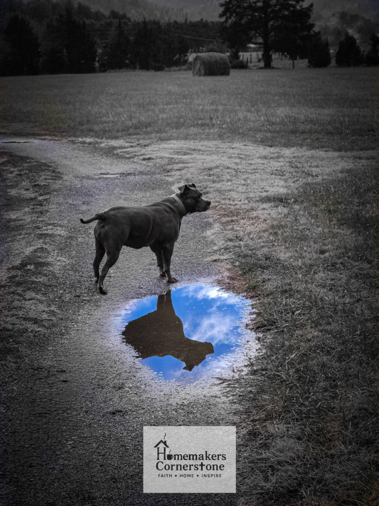 20251202 124644 Sasha the pitbull standing over a puddle of water.