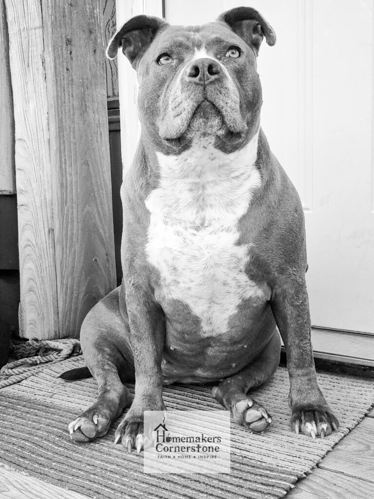 Pit bull sitting by the front door on a porch