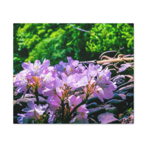 Mountain Rosebay Canvas
